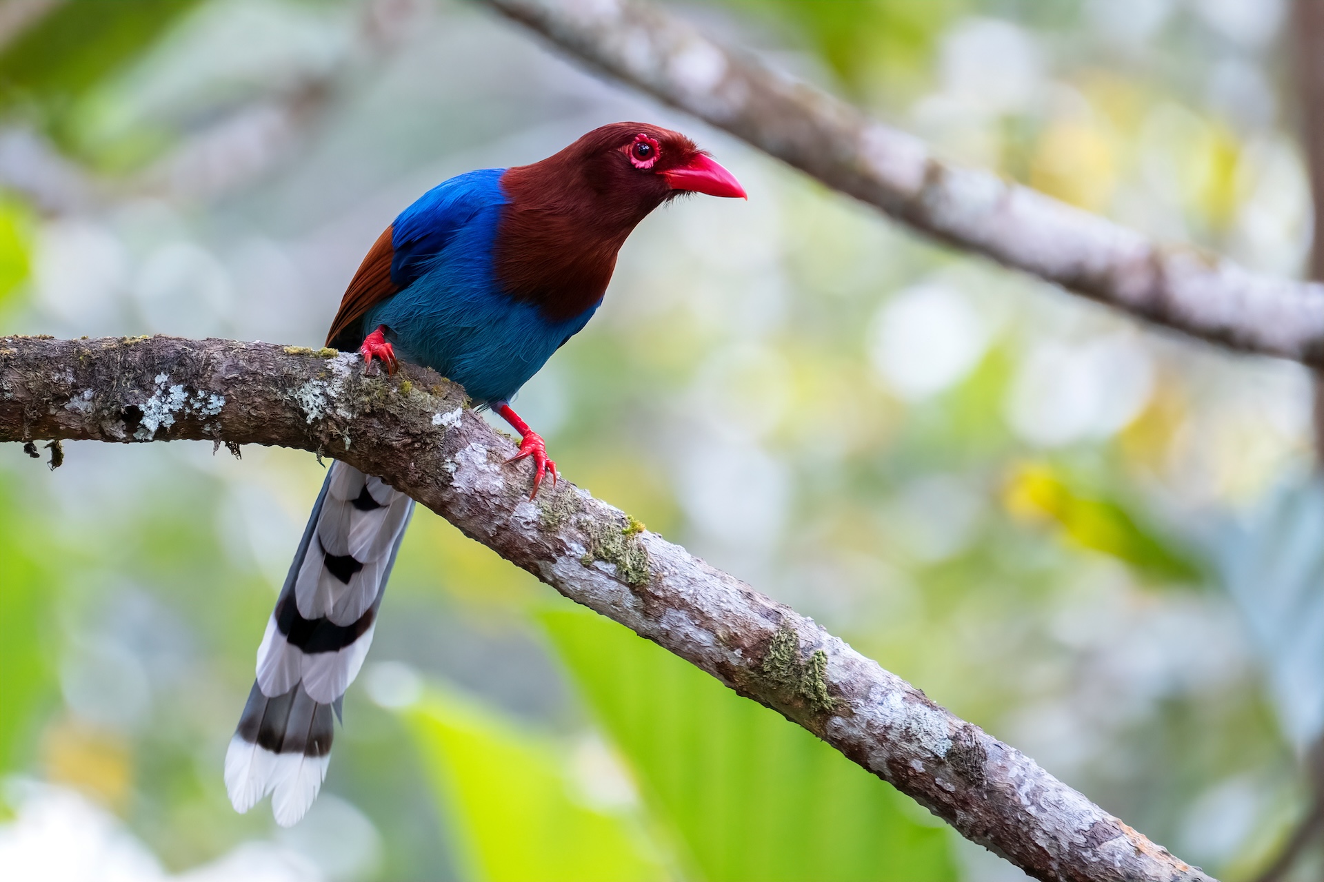 Sri Lankan Blue Magpie By Guy Bryant